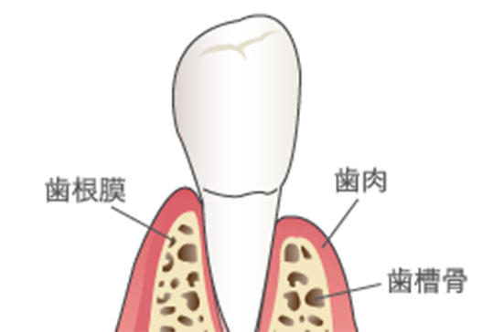 天然歯で噛んだ場合